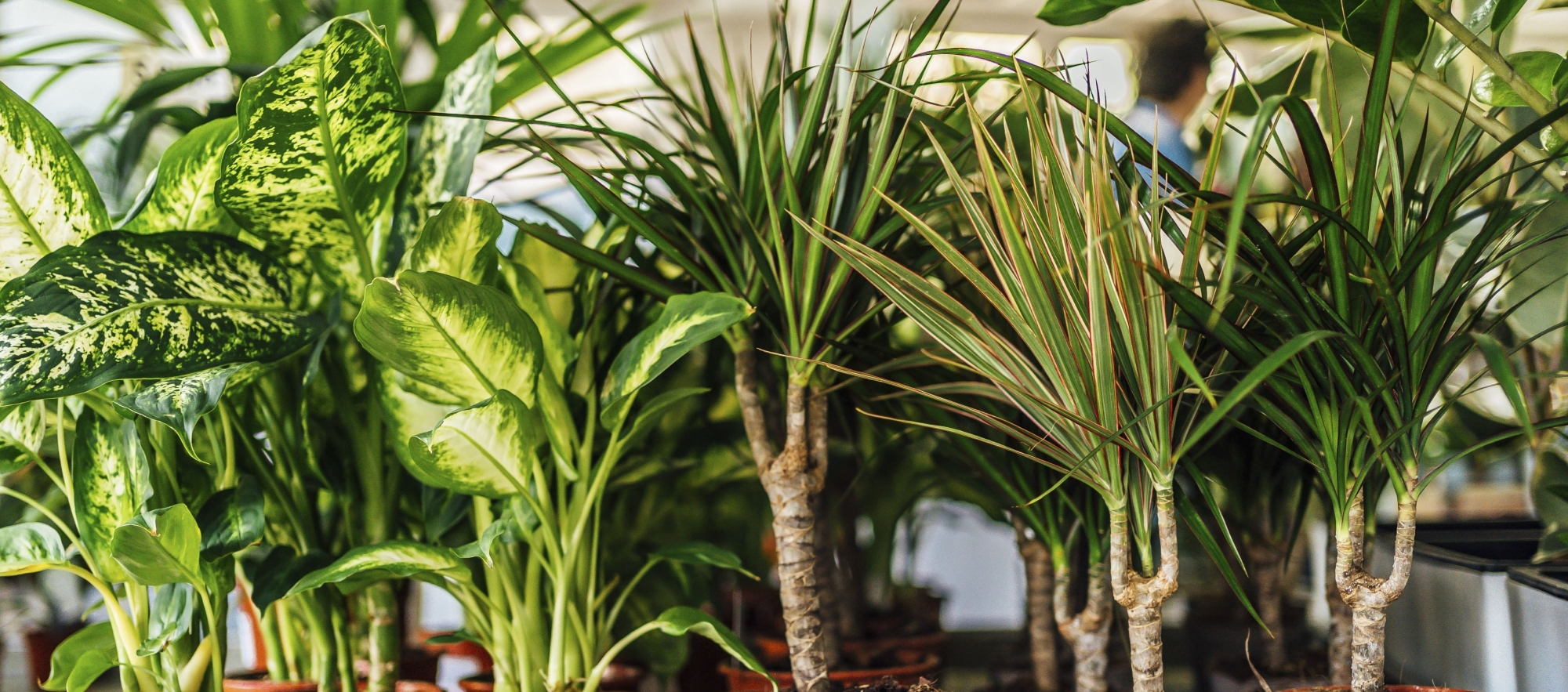 All About Houseplants