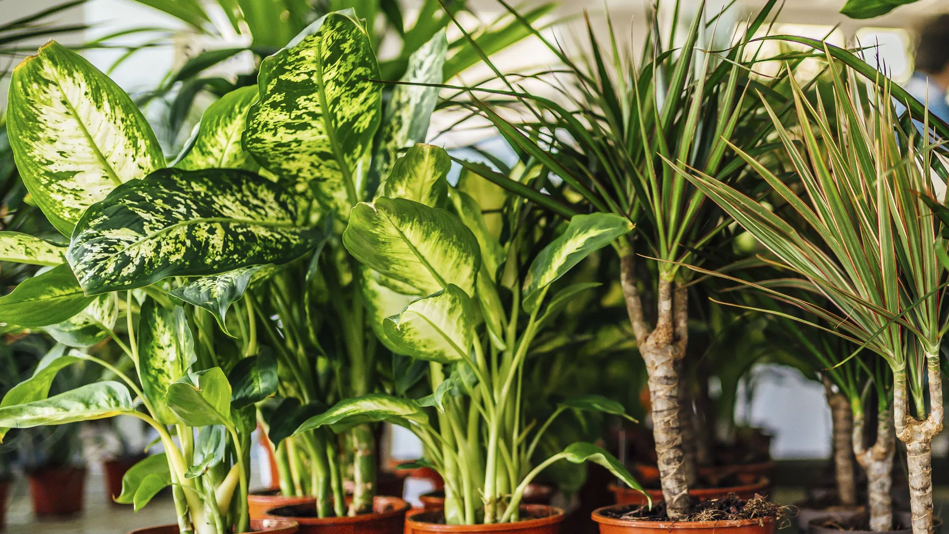 ALL ABOUT HOUSEPLANTS