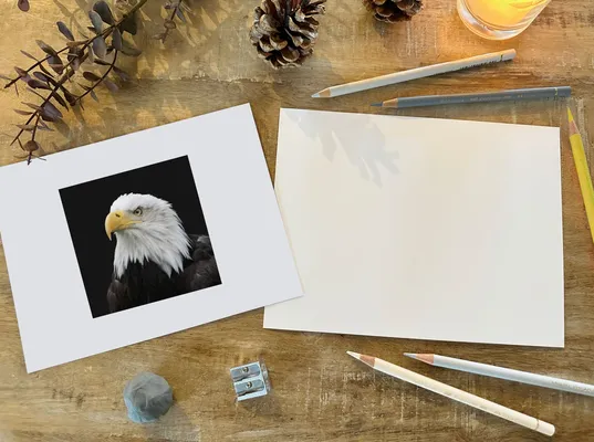 Bald Eagle Coloured Pencil Workshop at Barton Grange