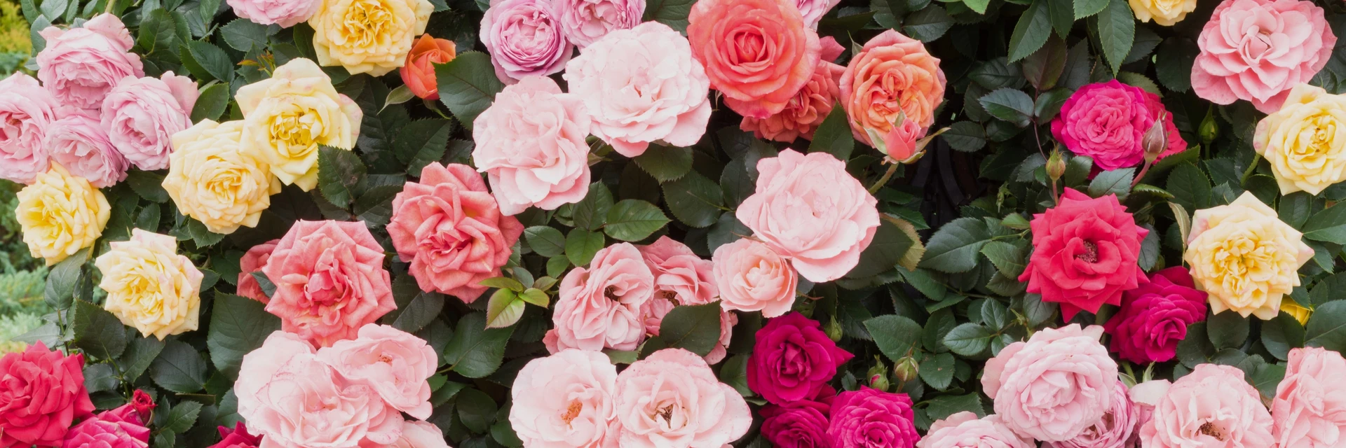 BLUE DIAMOND CHARITY ROSE APPLICATION