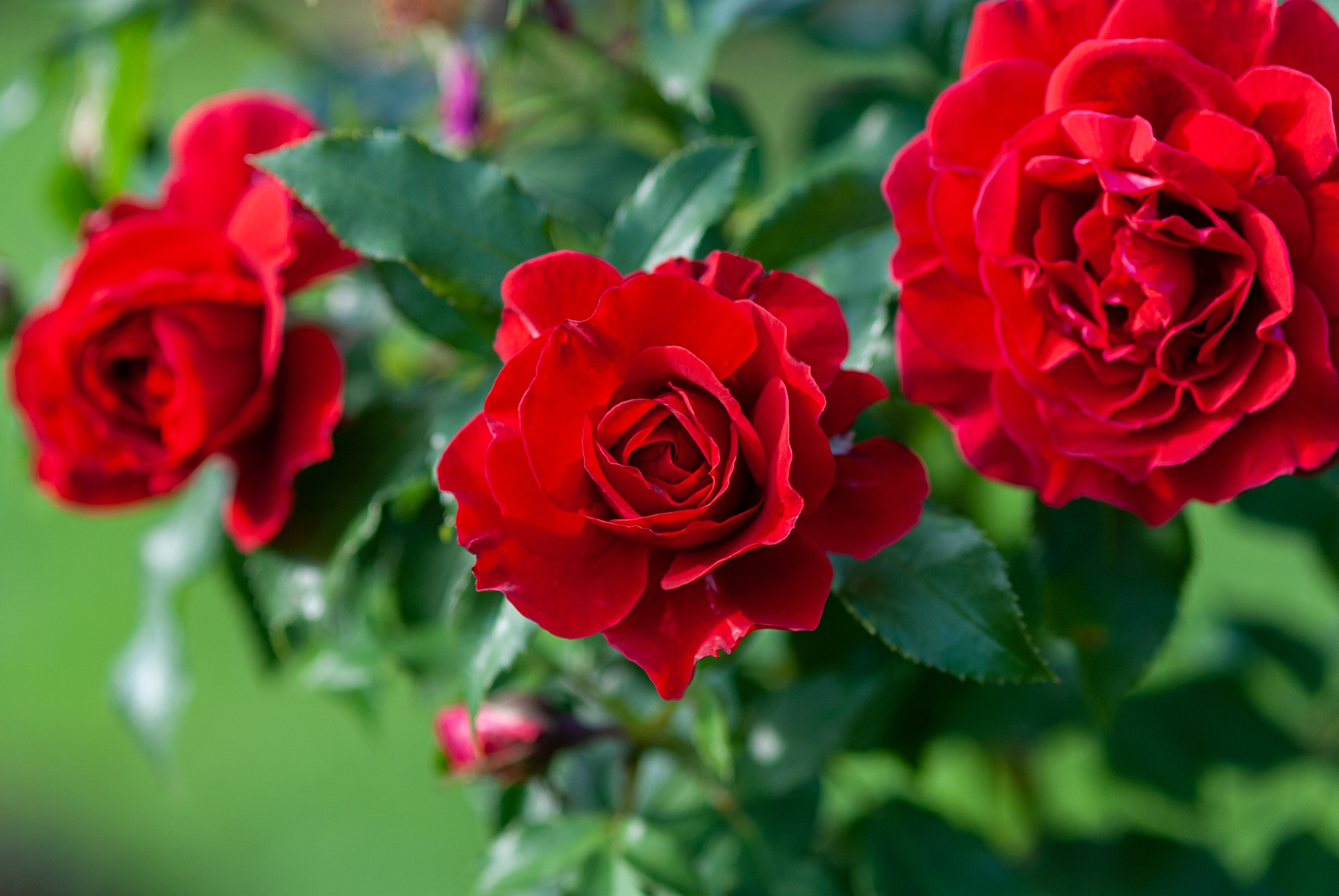ALL ABOUT ROSES