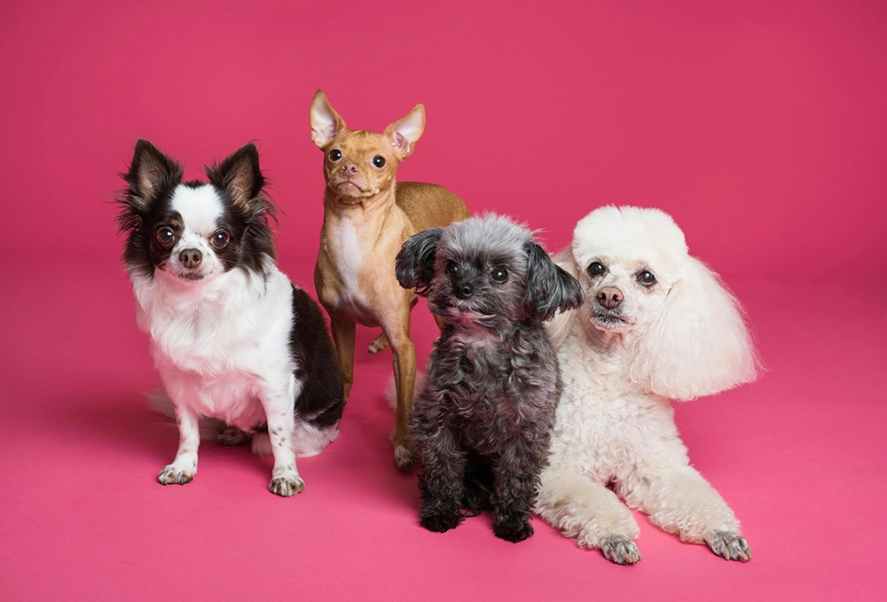 Clips Dog Groomers Clips Dog Groomers