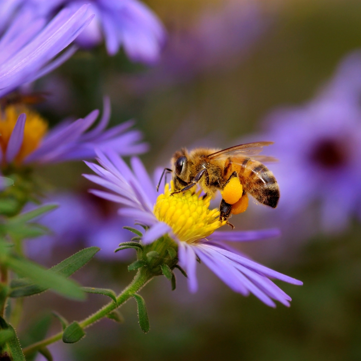 CREATE A BUZZ IN YOUR GARDEN CREATE A BUZZ IN YOUR GARDEN