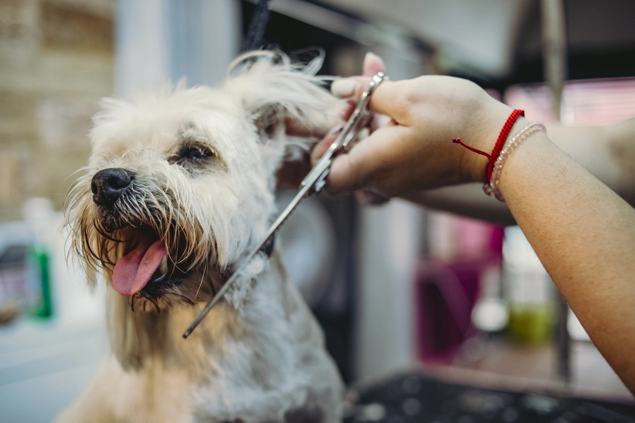 Elliott's Dog Grooming Studio