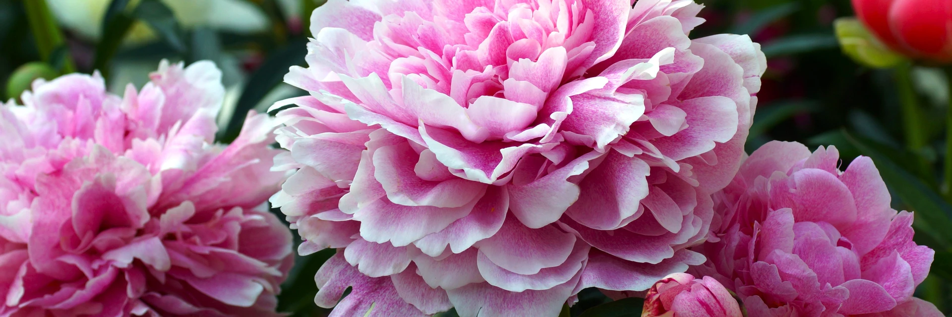 FROSTS E-GIFT VOUCHERS