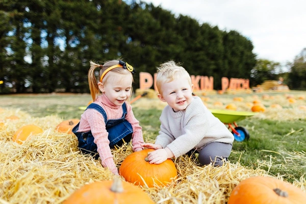 Frosts Pumpkin Patch at Willington