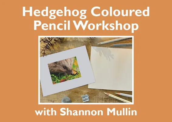 Hedgehog Coloured Pencil Workshop at Barton Grange