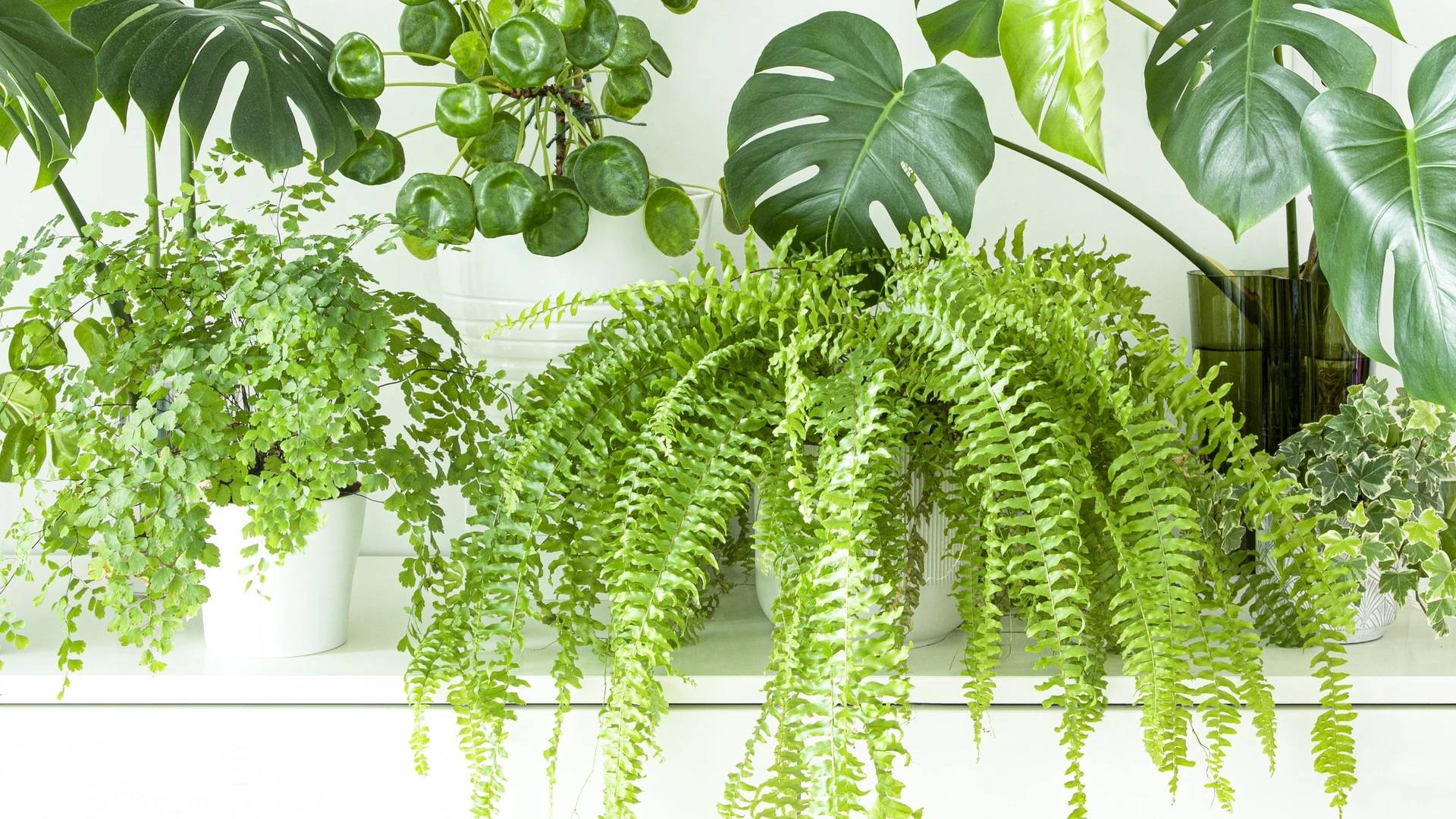 HOW TO CHOOSE YOUR PERFECT HOUSEPLANT