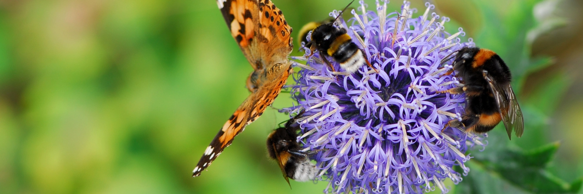 HOW TO CREATE A BUZZ IN YOUR GARDEN