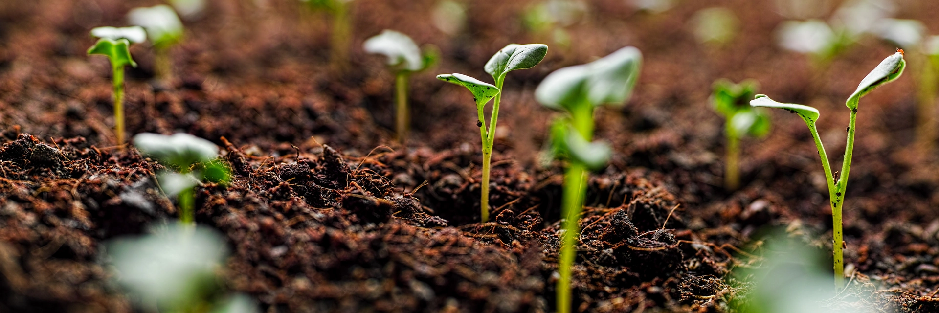 KINGSHURST COMMUNITY GARDEN