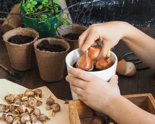 Little Acorns- Bee and Butterfly Spring Bulbs Pot at Yarnton