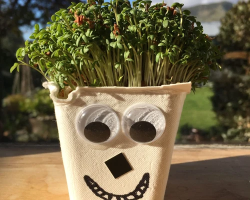 Little Acorns- Cress Heads at Woburn Sands