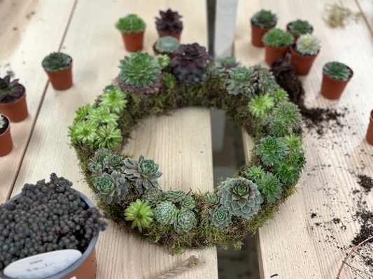 Living Succulent Wreaths - Yarnton 23rd November