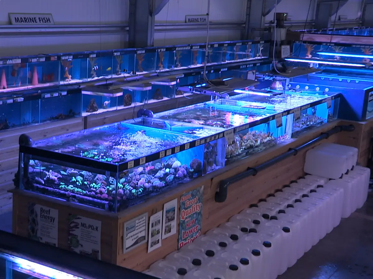 Maidenhead Aquatics Maidenhead Aquatics