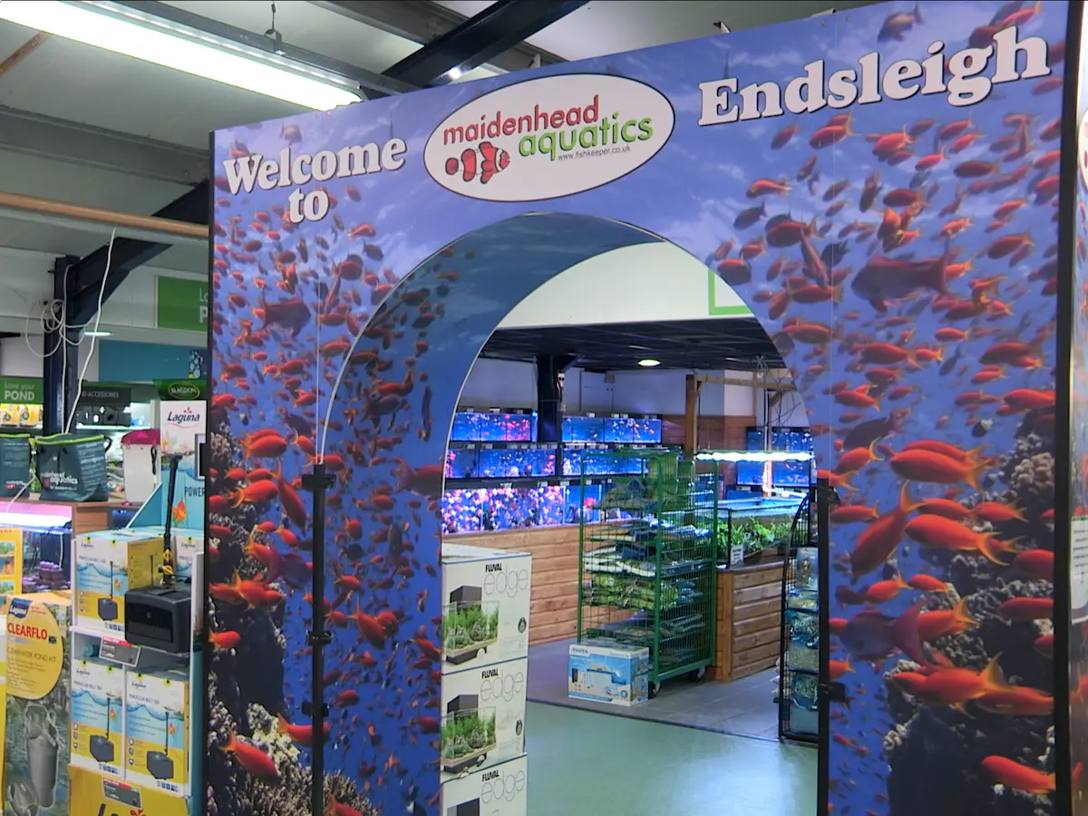 Maidenhead Aquatics Maidenhead Aquatics