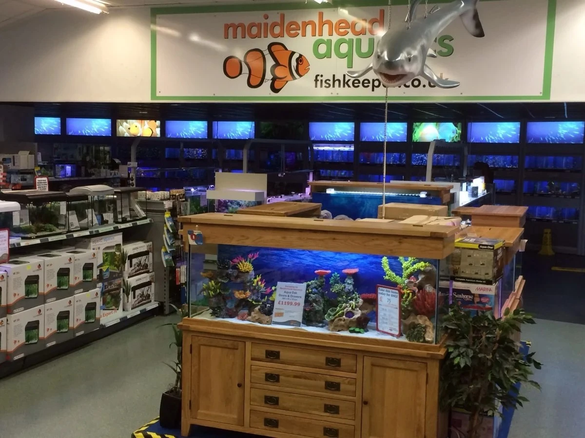 Maidenhead Aquatics