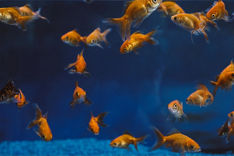 Maidenhead Aquatics Maidenhead Aquatics