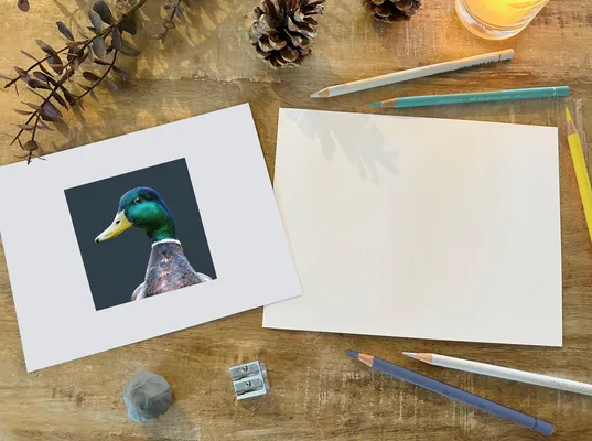 Mallard Duck Coloured Pencil Workshop at Barton Grange