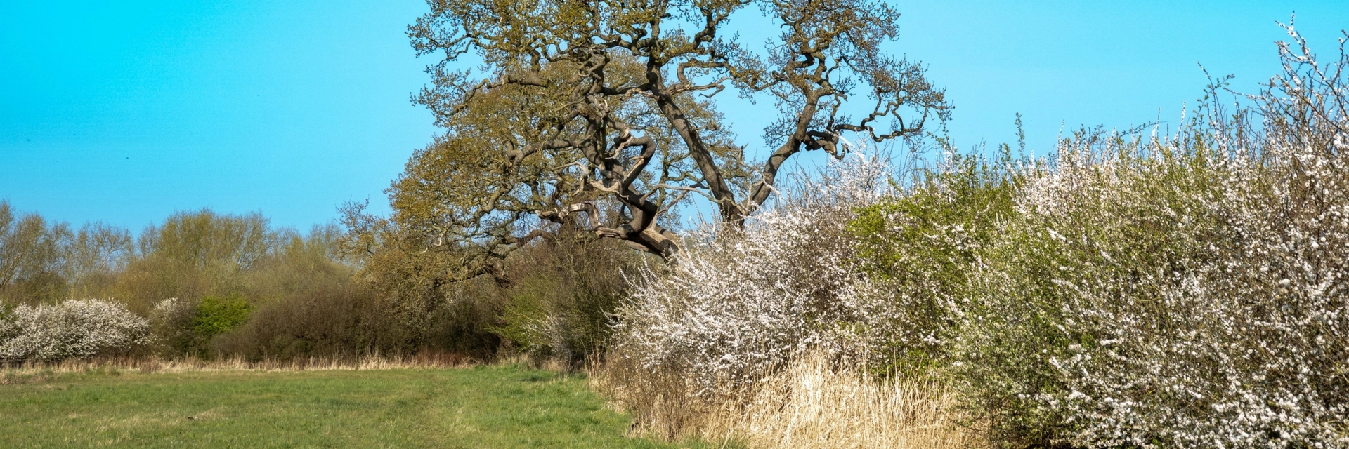 NATIVE SHRUBS AND TREES
