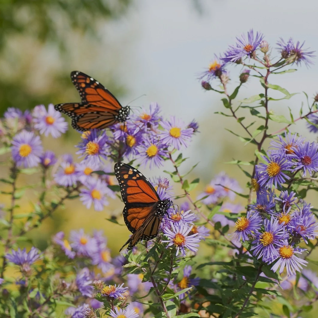 NATURE FRIENDLY GARDENING NATURE FRIENDLY GARDENING