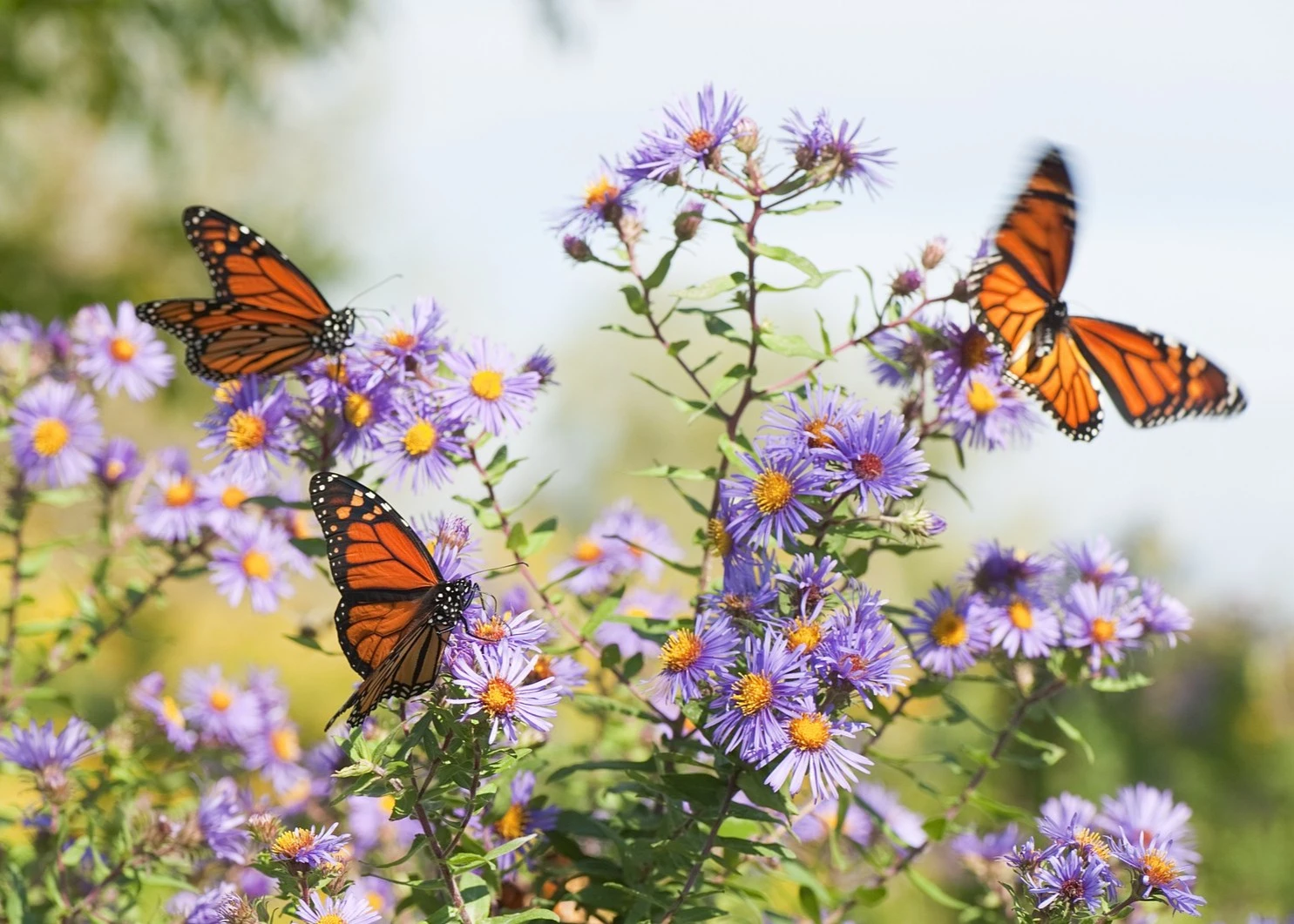 Nature Friendly Gardening