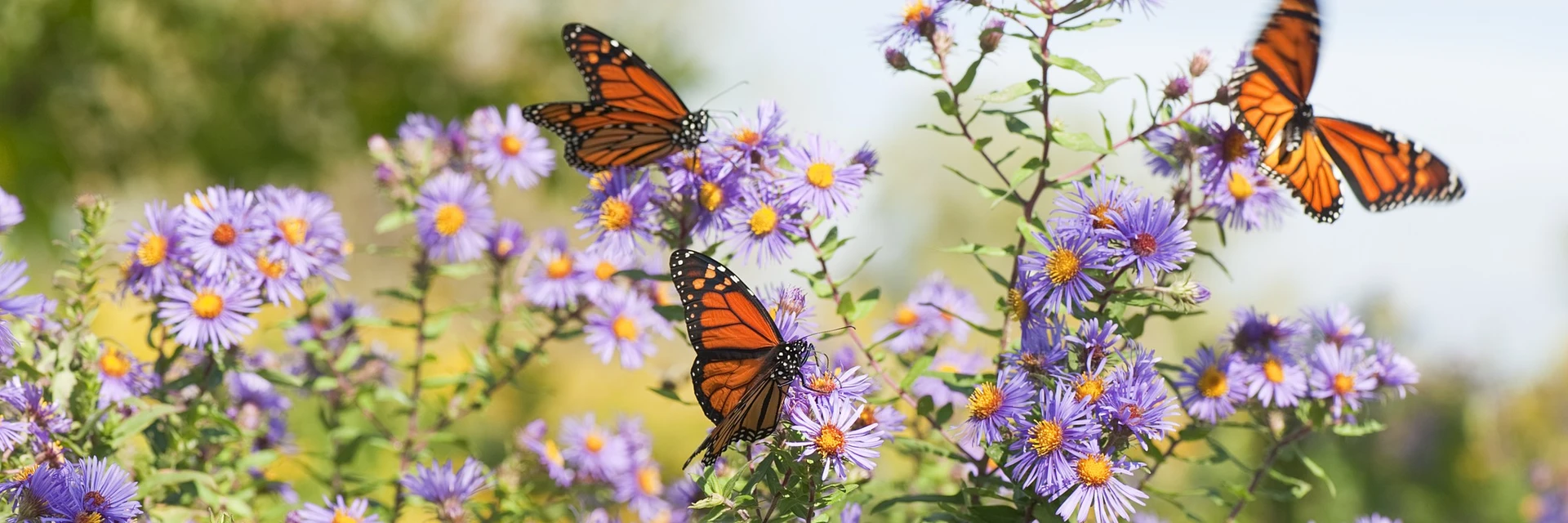NATURE FRIENDLY GARDENING