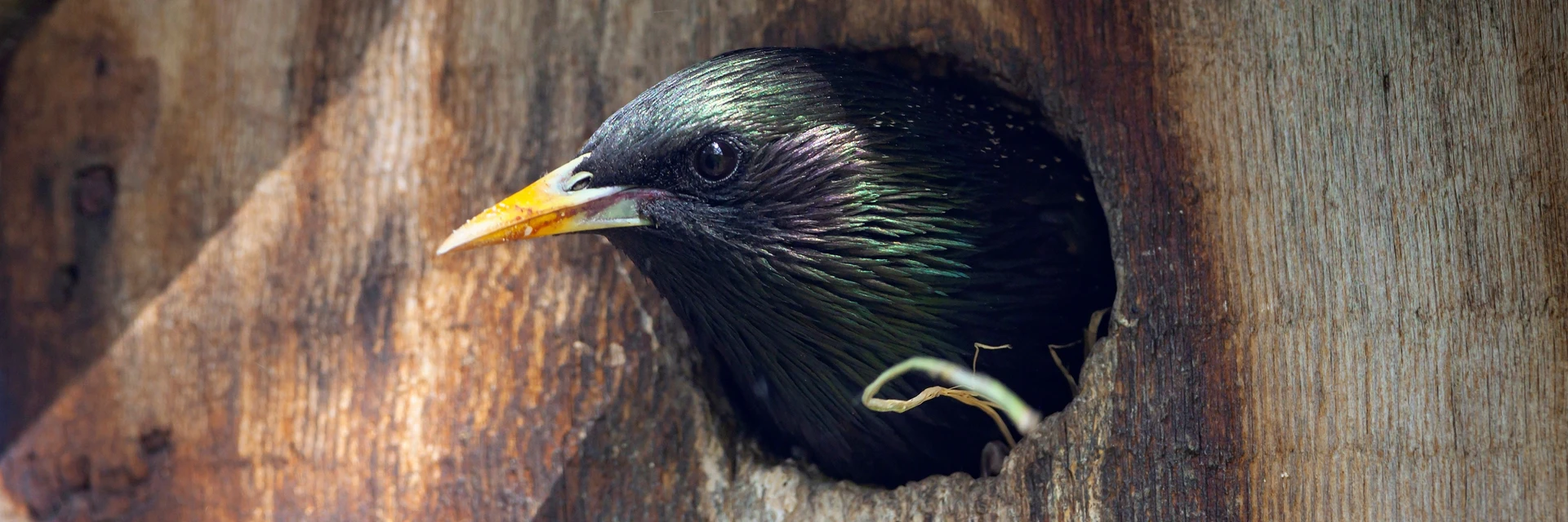 NEST BOX GUIDE - BIGGER ENTRANCE HOLES