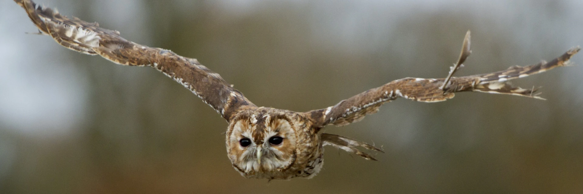 NEST BOX GUIDE - LARGE ENTRANCE HOLES