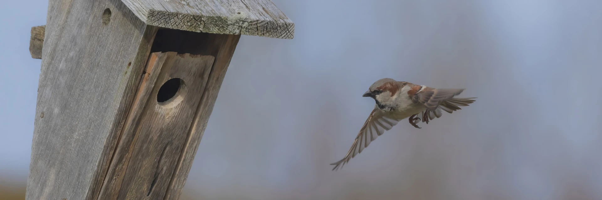 NEST BOX GUIDE - SMALL ENTRANCE HOLES