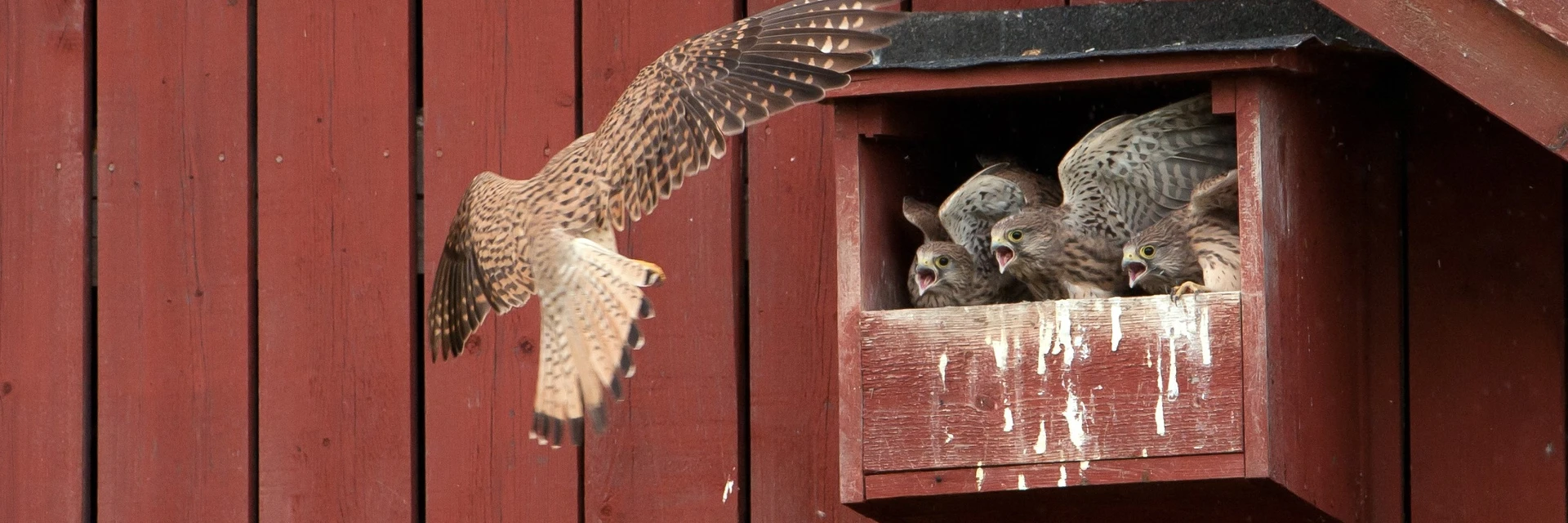 NEST BOX GUIDE - SPECIAL REQUIREMENTS