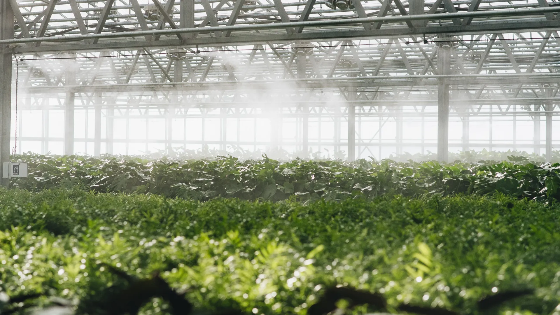 PEAT-FREE AND BRITISH GROWN PEAT-FREE HOUSEPLANTS