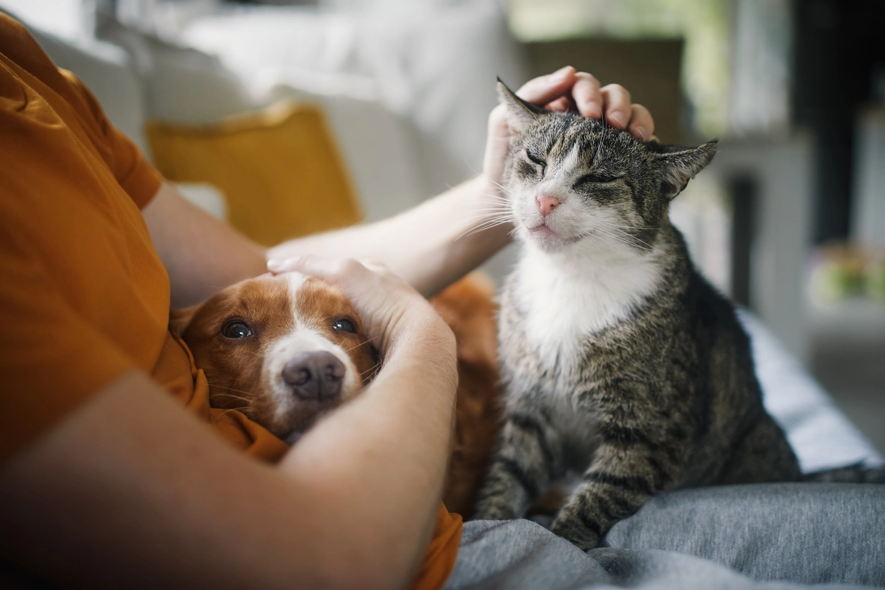 Pets Corner