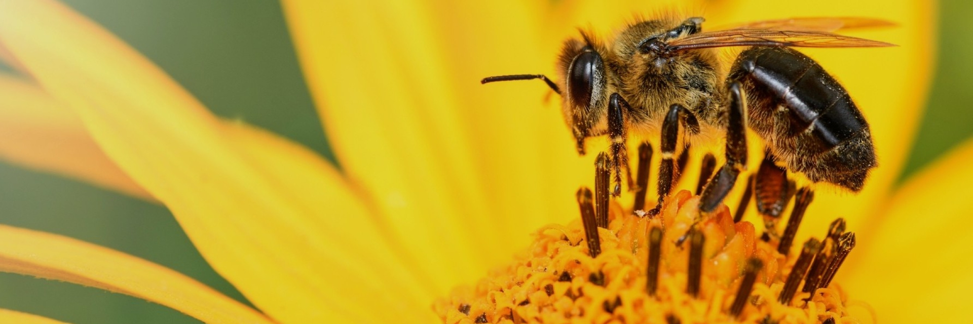 PLAN BEE