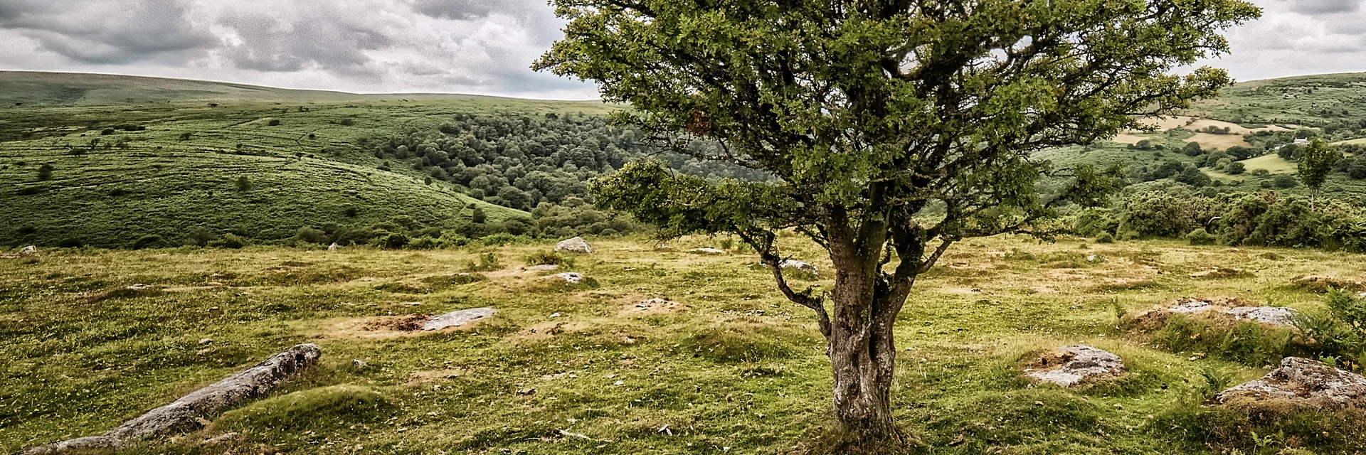 PLANT A TREE PROJECT