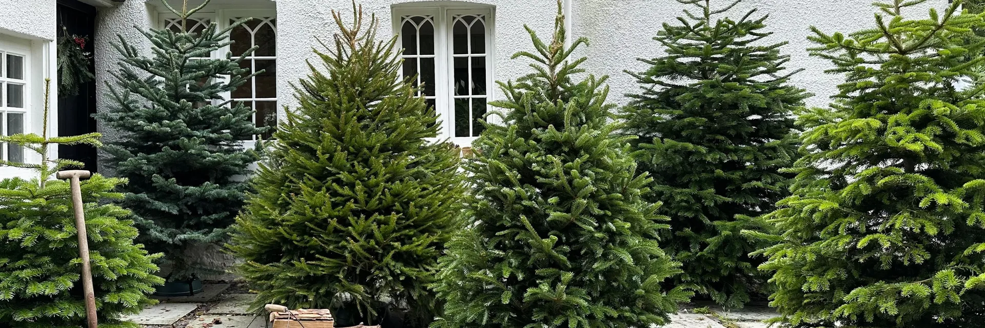 REAL CHRISTMAS TREES