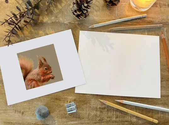 Red Squirrel Coloured Pencil Workshop at Barton Grange