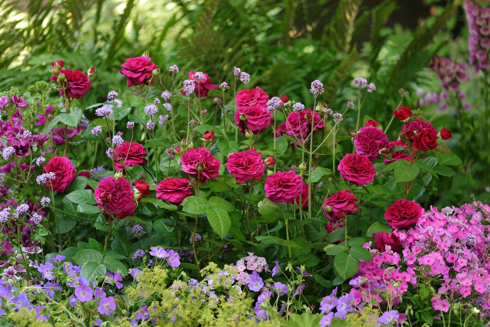 RHS CHELSEA FLOWER SHOW 2025