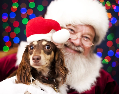 Santa Paws at Willington 2025