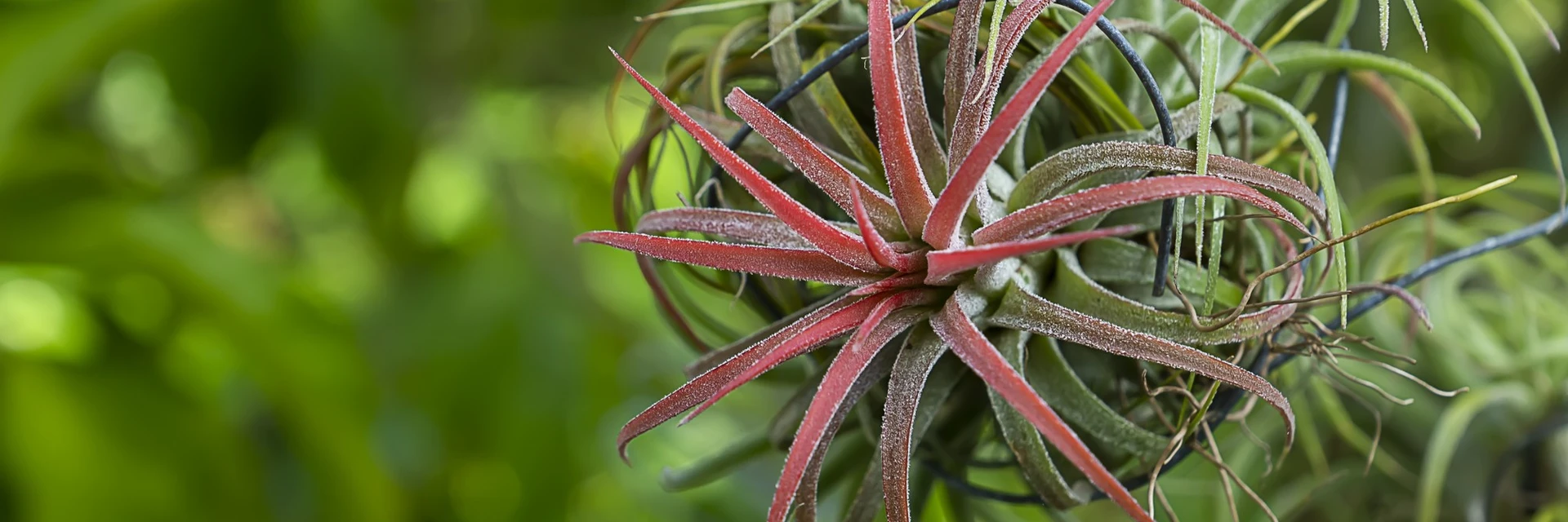 SOIL-FREE HOUSEPLANTS