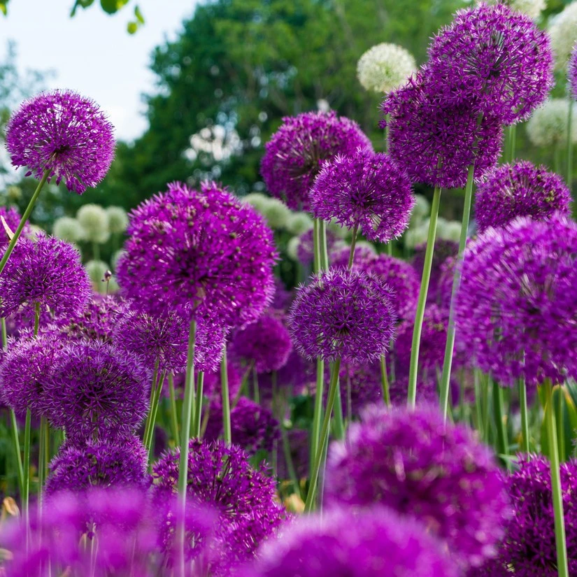 The Blue Diamond Bulb Collection