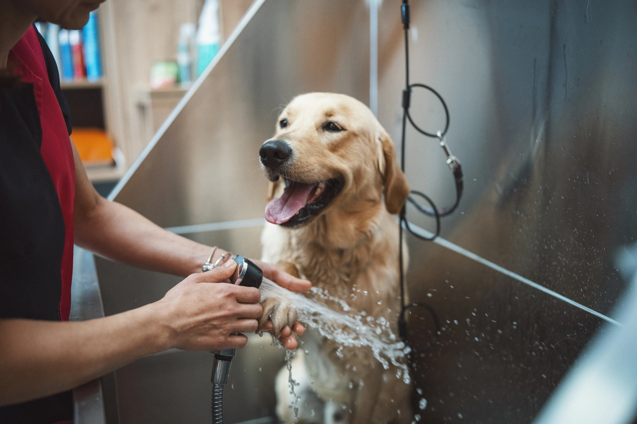 The Dog Wash Company