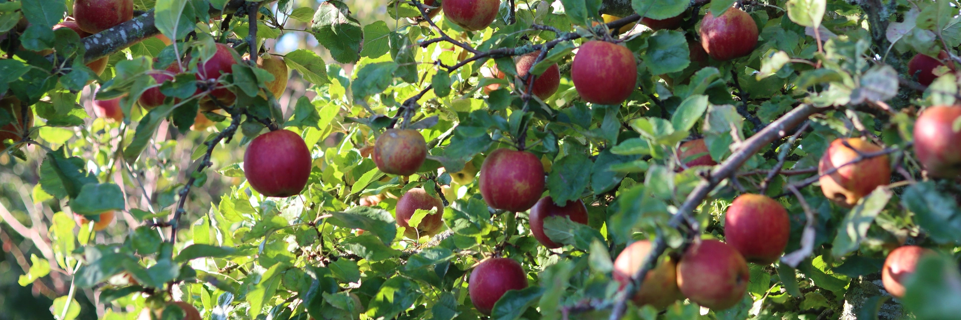 WIN A COX'S ORANGE PIPPIN SELF-FERTILE APPLE TREE