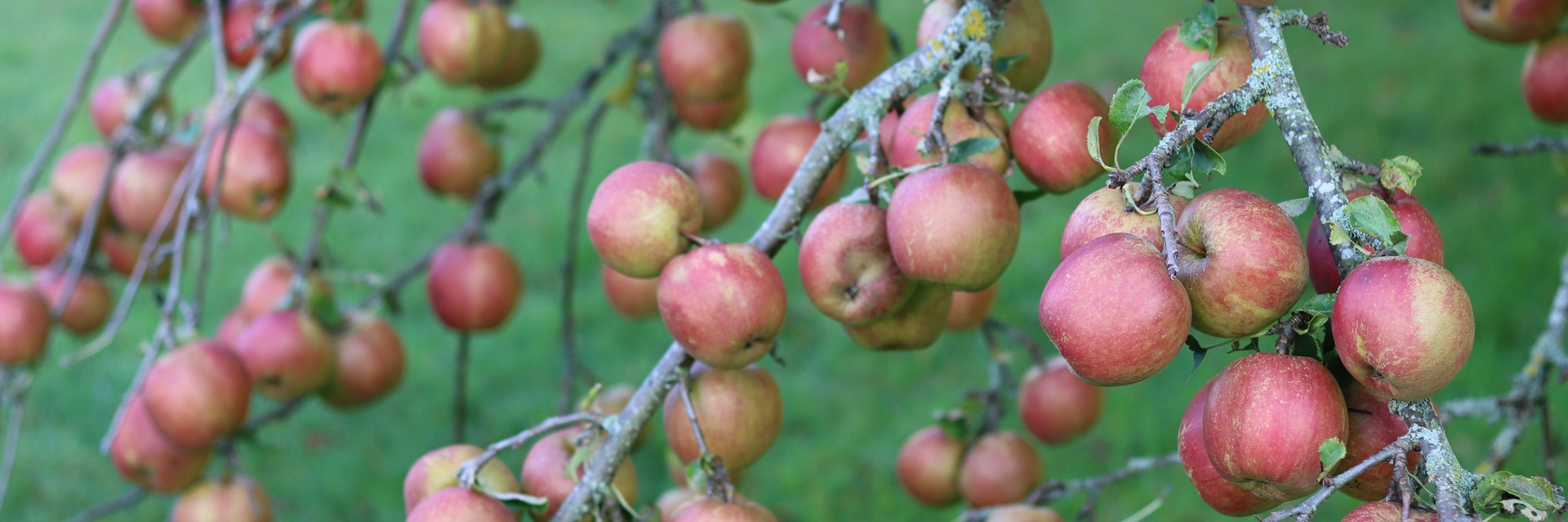 WIN AN APPLE COX'S SELF-FERTILE TREE