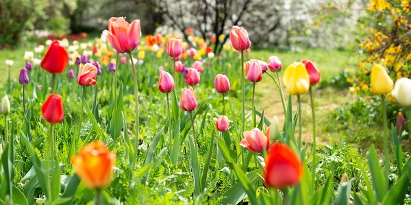 April Notes From the Potting Shed with Gardening Expert Chris Milborne