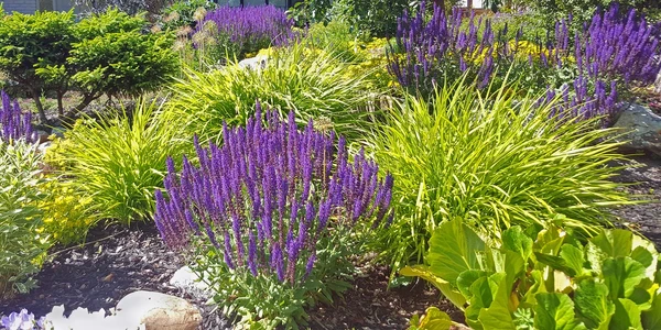 August Notes from the Potting Shed with Gardening Expert Chris Milborne