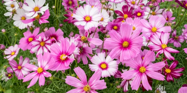 August Notes from the Potting Shed with Gardening Expert Chris Milborne