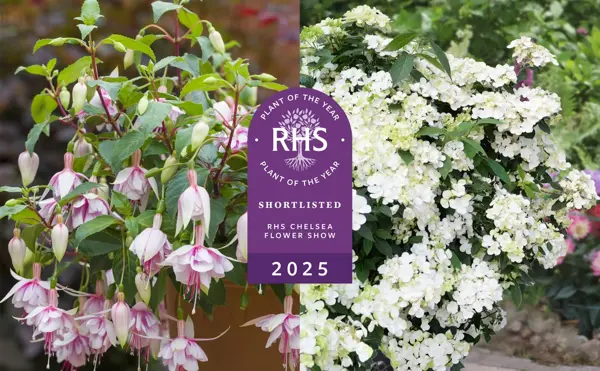 Blue Diamond Celebrate Two Shortlisted Plants for RHS Chelsea Plant of the Year 2025