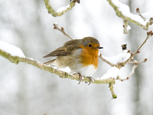 December Notes from the Potting Shed with Gardening Expert Chris Milborne