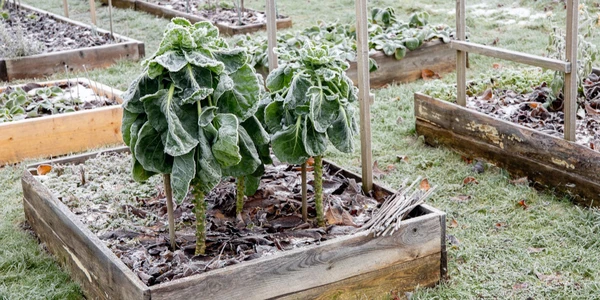 February Notes from the Potting Shed with Gardening Expert Chris Milborne