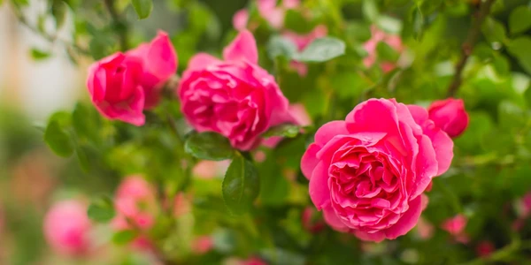 July Notes from the Potting Shed with Gardening Expert Chris Milborne
